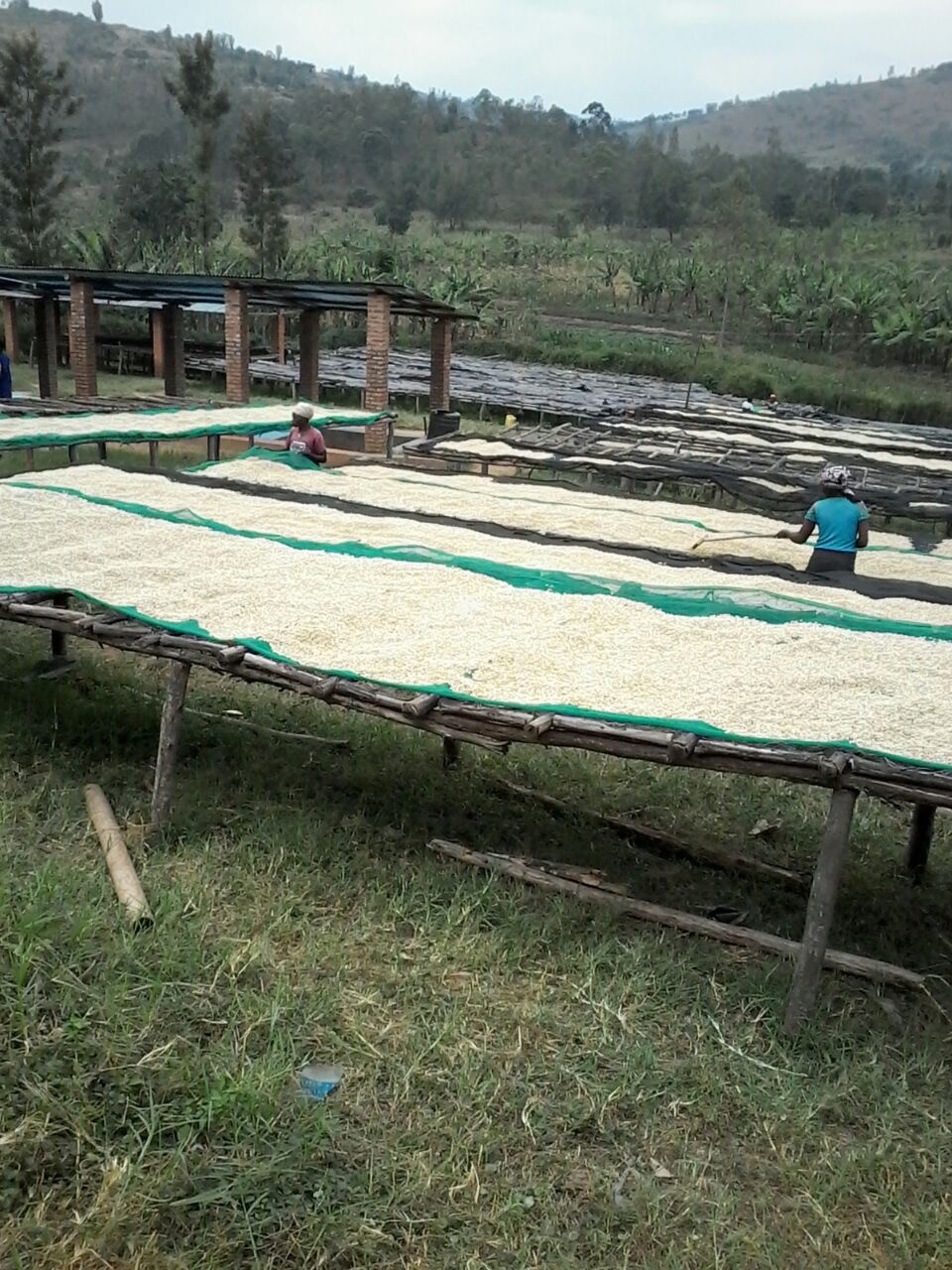 Coffee is to be dried on large beds after harvest