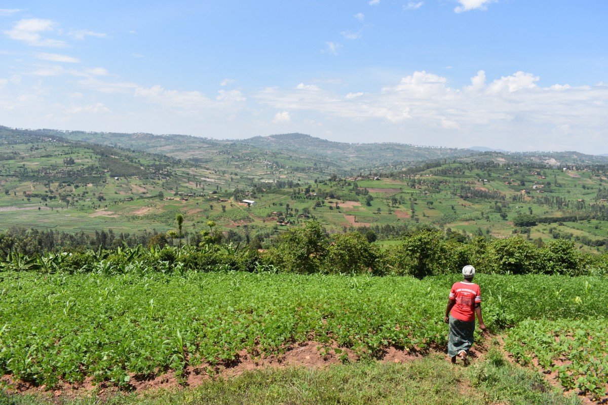Koffieplantage van Beatrice in Rwanda