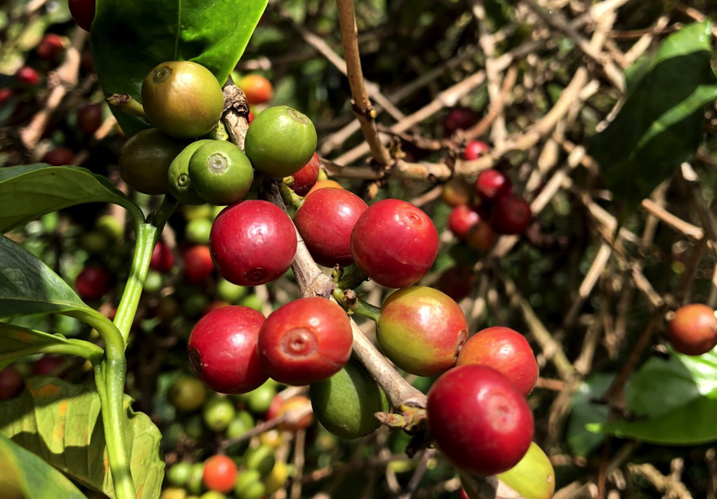 Koffiestruiken gefinancierd met een microkrediet in Afrika