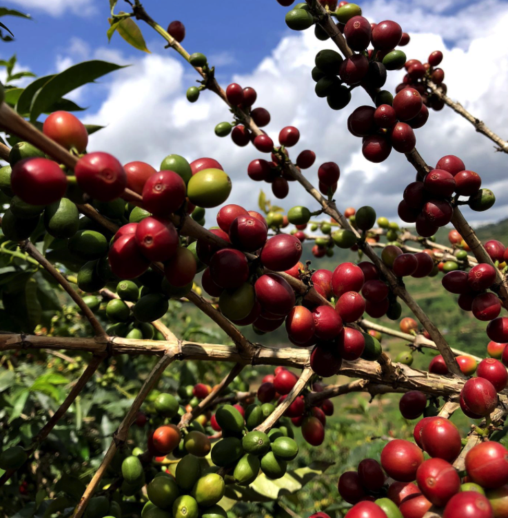 Jean is a young coffee farmer in Rwanda