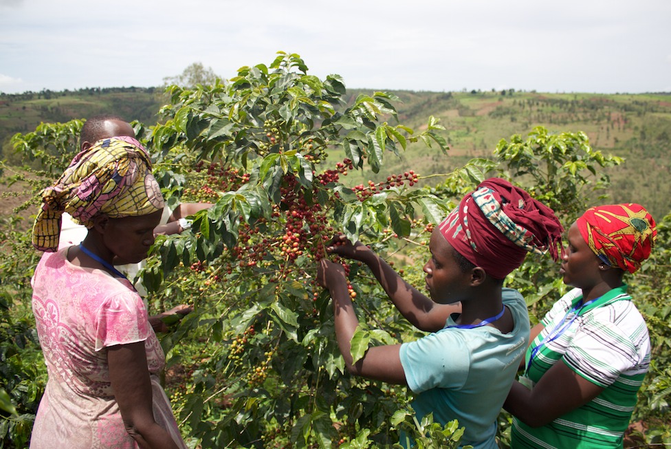 Koffiebessen worden geplukt tijdens het oogstseizoen in Rwanda