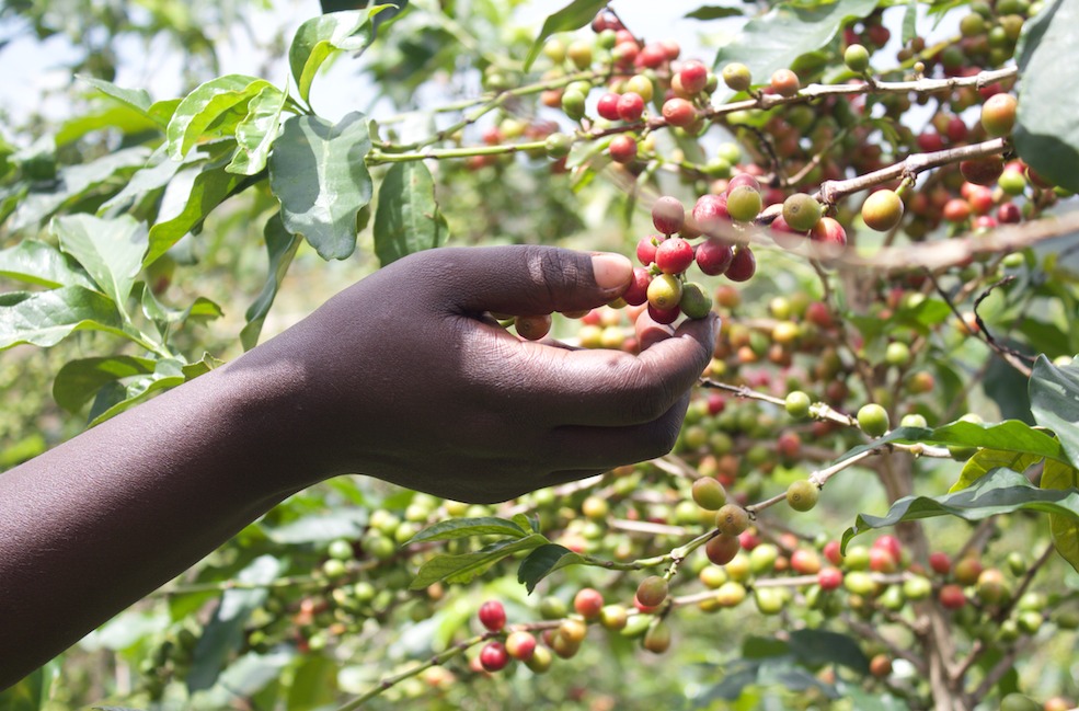De koffiebonen in jouw proefpakket worden allemaal met de hand geplukt in Afrika.