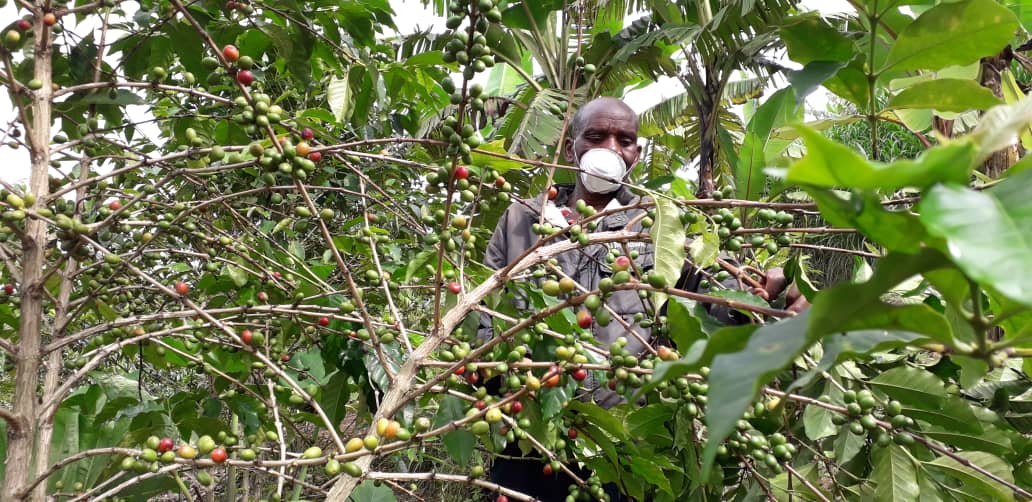 De koffie oogst 2020 binnenhalen met beschermingsmaatregelen